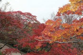 桃陵公園紅葉