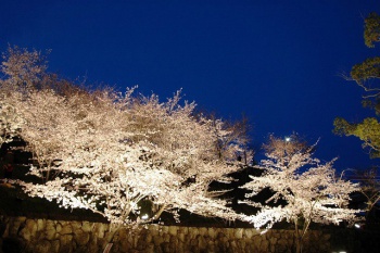 桃陵公園の夜桜