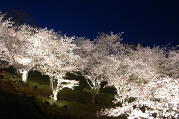 桃陵公園の夜桜