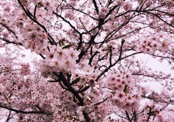 桃陵公園の桜