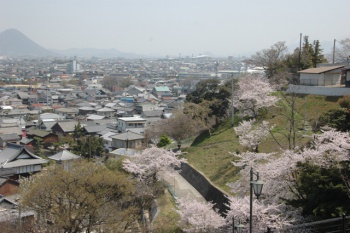 桃陵公園の桜