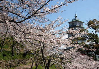 桃陵公園の桜