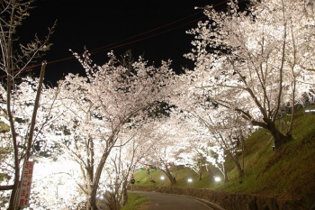 多度津町桃陵公園の夜桜