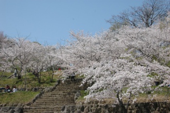 多度津町桃陵公園の桜