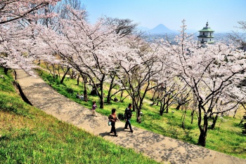 桃陵公園に広がる桜色に包まれながら、のんびりしませんか?