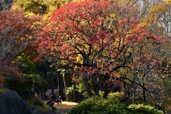 優秀賞受賞作品「晩秋の公園」（香川義信）