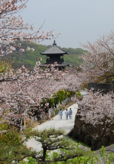 霊場の桜