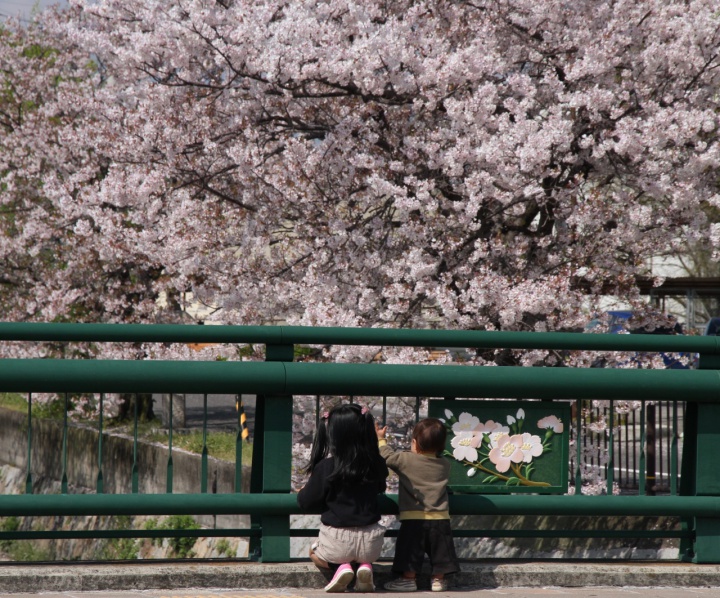 桜川