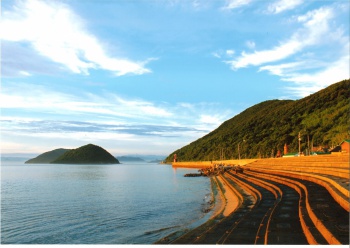 黄金に輝く佐柳島