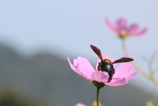 多度津の秋