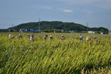 山階のネギ坊主