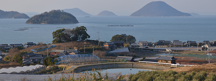 白方のオリーブ農園と 海の景色