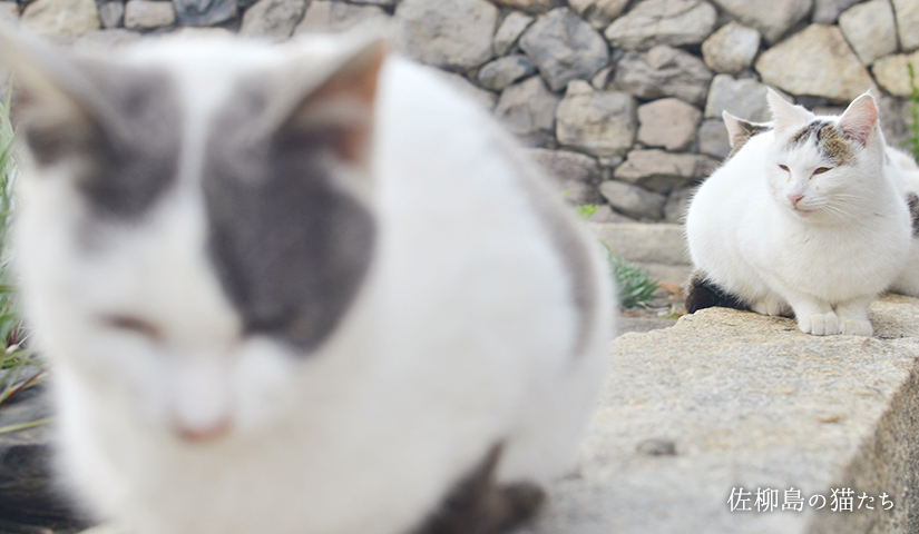 佐柳島の猫たち